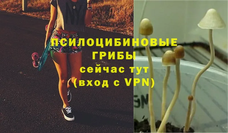 Галлюциногенные грибы Magic Shrooms  Пошехонье 